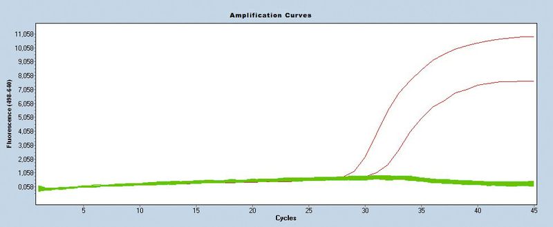Abb3a: Amplifikationskurven der Detektion von Salmonella spp. (Bild: Biotecon Diagnostics)