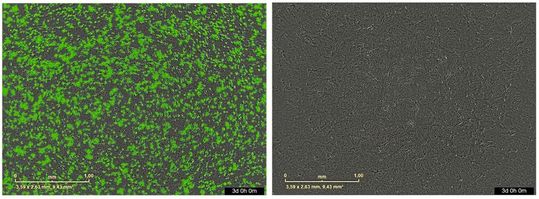Vergleich der Replikation des GFP-markierten SARS-CoV-2-Virus in Zellkultur: Ohne das Fusionsprotein FYB207 (l.) breitet sich das Virus ungehindert aus. Durch Zugabe von FYB207 (r.) wird die Infektion vollständig blockiert. (Bild:  Antiviral Research, Elsevier B.V. / TUM)