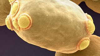 Die Bäckerhefe Saccharomyces cerevisiae.  (Universität Basel/SNI/Nano Imaging Lab)