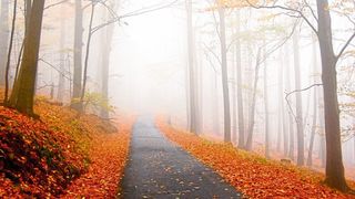 Im Herbst verfärbt sich das Laub. Das könnte in einem wärmeren Klima künftig früher der Fall sein – und nicht später, wie gemeinhin erwartet (Symbolbild). (gemeinfrei, Bernd Schulz)