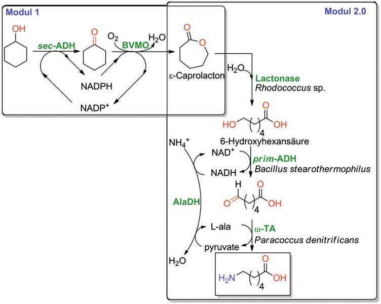 Abb. 2: Erster Entwurf für die Kaskade zur Umsetzung von Cyclohexanol zu 6-Aminohexansäure als Monomer für die Herstellung von Nylon-6. Modul 2 musste aufgrund der inhibierenden Wirkung von 6-Hydroxyhexansäure modifiziert werden (s. Abb. 3). (Bild: Universität Graz)