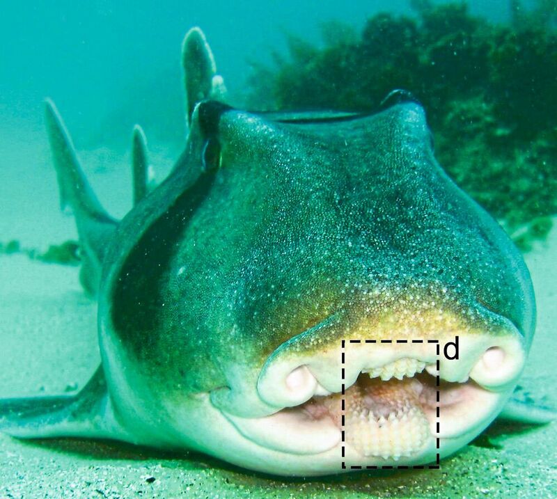 Port-Jackson-Stierkopfhai – im hervorgehobenen Bildausschnitt sind die Zahnreihen zu erkennen.