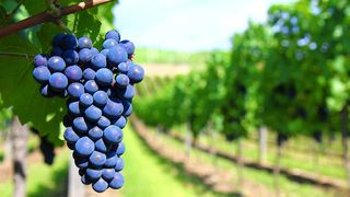 Umso genauer die maschinelle Auslese der Trauben erfolgt, desto größer sind die Chancen auf einen echten Spitzenwein. Hochgeschwindigkeits-Zeilenkamera identifizieren Fremkörper zuverlässig. (Patrick Hajzler)