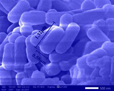 Unsichtbare Helfer! So sieht das Bakterium Sporosarcina pasteurii unter dem Elektronenmikroskop aus. Das Besondere an diesem Winzling ist, dass er Kalk bildet. Mischt man die Bakterien in Beton ein, führt das dazu, dass sich Risse quasi von sich aus schließen.(Bild:  Nettoplus)