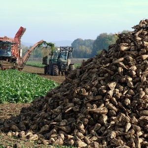 Während der Zuckerkampagne kommen stündlich rund 25 LKW Ladungen bei einer großen Zuckerfabrik an.