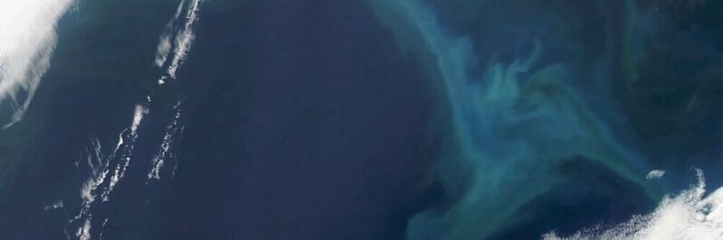 Phytoplanktonblüte im Nordpazifik, aufgenommen vom Satelliten MODIS Aqua