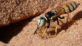 Weiblicher Bienenwolf der Art Philanthus basilaris vor seinem Nesteingang in Utah/USA. Drei Gattungen dieser solitären Grabwespen kultivieren symbiotische Streptomyces Bakterien, die den Wespennachwuchs vor krankheitserregenden Pilzen schützen, indem sie eine Mischung aus bis zu 45 verschiedenen Antibiotika produzieren. (Martin Kaltenpoth, Universität Mainz)