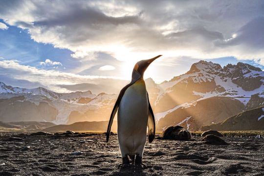Pinguine blicken auf eine über 60 Millionen Jahre lange Evolutionsgeschichte zurück. Pinguine blicken auf eine über 60 Millionen Jahre lange Evolutionsgeschichte zurück.