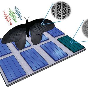 Die Nanostrukturen auf dem Flügel eines Schmetterlings konnten Forscher auf Solarzellen übertragen und so deren Absorptionsraten um bis zu 200 % steigern.