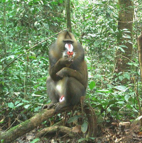 A mandrill eating fruit.(Source:  University of Bristol)