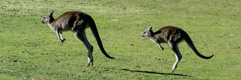 Synchron bewegen sich in Australien nicht nur die Kängurus, sondern auch die Laufkräne eines Sattelschlepperproduzenten in Melbourne.