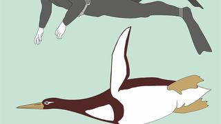 Künstlerische Rekonstruktion des Riesenpinguins Kumimanu biceae im Größenvergleich mit einem Taucher.  (© Senckenberg)