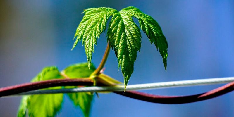 Aus den einfachen Ausgangsstoffen Kohlendioxid und Wasser erzeugen Pflanzen per Photosynthese Zuckermoleküle und Sauerstoff. Die Energie, die sie für diesen komplexen Vorgang brauchen, ziehen sie aus dem Sonnenlicht.(Bild:  frei lizenziert /  Pixabay)