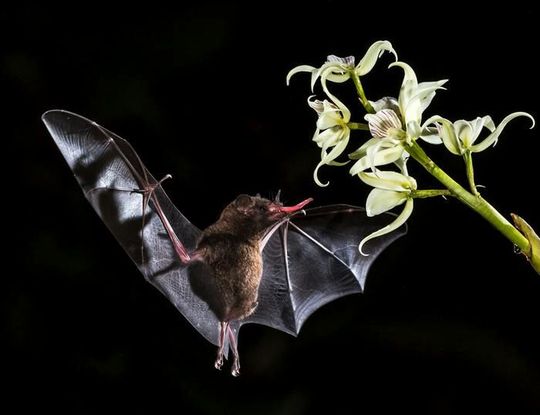 Bats are the only mammals capable of powered flight and have correspondingly specialized body plans, particularly in their limb morphology. (Source:  Zdeněk Macháček)