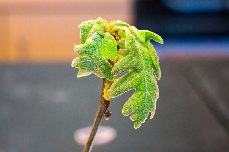 Tree and shrub genetics can be used to produce more accurate predictions of when leaves will burst bud in the spring, according to a Canada-US study. (Tim Savas)
