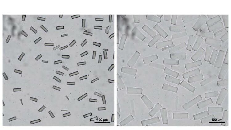 Bio-Tinte für medizinischen 4D-Druck  Ein Team des DWI – Leibniz-Institut für Interaktive Materialien und der RWTH Aachen erforschen neuartige Biotinten für den 4D-Druck von Knorpel. „Der zusätzliche Faktor, der dem 4D-Druck auch seinen Namen gibt, ist die ‚Zeit‘: Wir bauen spezielle Komponenten in die Tinte ein, die zu ganz bestimmten Zeiten auf äußere Reize reagieren“, erklärt Chemie-Ingenieurin Prof. Laura De Laporte. „Die Tinte enthält kleine Gel-Stäbchen mit winzigen magnetischen Partikeln. Daher lässt sich die Ausrichtung der Mikrostrukturierung und letztlich das gerichtete Wachstum des Gewebes steuern. Die Vernetzung und Orientierungsrichtung bleibt auch dann bestehen, wenn das Magnetfeld wieder entfernt ist.“  Hier gehts zur Originalmeldung Wissenschaftsbild des Tages vom 5.4.2022 (AVT/CVT RWTH Aachen University)
