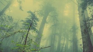 Ziel von DWH 4.0 ist es, den Wald als digitaler Zwilling abzubilden, um die Folgen des Klimawandels zu analysieren und eine nachhaltige Nutzung im Rahmen der Forst- und Holzwirtschaft zu ermöglichen.  (Bild: gemeinfrei© Free-Photos)