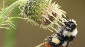 The study reveals for the first time how the decline of insect pollinators undermines essential ecosystem services that support human nutrition and livelihoods.  (Source: Thomas Timberlake, University of Bristol)