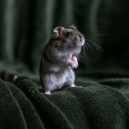 Researchers found that mice higher in their social hierarchy likely benefited from isolation, while those lower did not. (Source:  Unsplash)