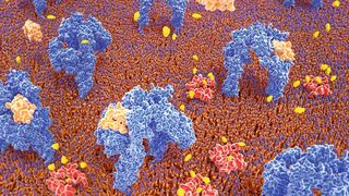 Mithilfe der neuen Methode Mass-Sensitive Particle Tracking (MSPT) können molekulare Masse, Bewegung und die Interaktion von Proteinen auf biologischen Membranen untersucht werden. (Bild: ©Juan Gärtner - stock.adobe.com)