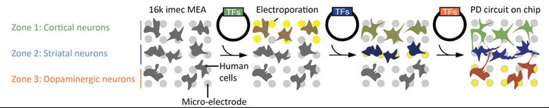 By reprogramming patient-specific cells at predefined locations on a high-density MEA, we can grow striatal brain circuits relevant to PD (TF= transcription factors). (Imec)