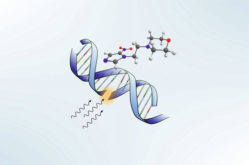 Durch Strahlung werden Strangbrüche in der DNA erzeugt. Das Nimorazol-Molekül dockt dort an, wo der DNA-Strang gebrochen ist und verhindert damit die Reparatur in der Krebszelle. (Rebecca Meissner)