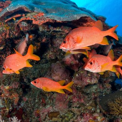 Rebuilding depleted coral reef fish populations could significantly increase sustainable food supplies for millions of people worldwide.  (Source: Kaust )