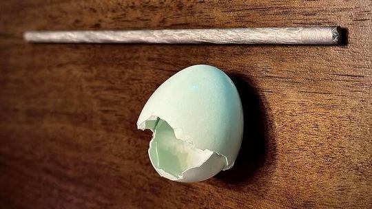 Researchers have demonstrated a technique that uses powdered eggshells to produce high-quality magnesium alloys, which have a wide variety of automotive, aerospace and biomedical applications. The eggshells are used as a low-cost, environmentally sustainable alternative to conventional calcium materials, which are manufactured from ore using an energy-intensive process. This photo shows an eggshell next to a rod of egg-shell modified magnesium alloy.(Source:  Bharat Gwalani, NC State University)