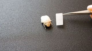 Nach dem Vorbild des weißen Käfers Cyphochilus insulanus  erzeugt ein nanostrukturierter Polymerfilm eine strahlend weiße Beschichtung. (Bild: Julia Syurik, KIT)