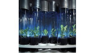 UFZ-Wissenschaftler nutzen genetisch identische in-vitro-Stecklinge der Stieleiche und analysieren, wie sie ihre Gene bei unterschiedlichen Umwelteinflüssen regulieren. (UFZ / André Künzelmann)