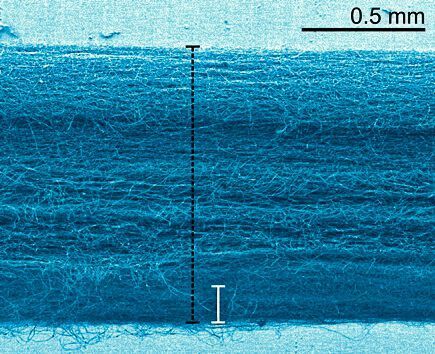 Die auxetischen Membranen zeigen eine rund 10-fache Dickenzunahme durch die Zugwirkung. (colorierte Aufnahme) (Empa)