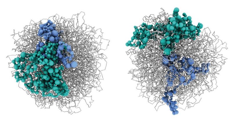 3D Modelle zeigen die Auffaltung der DNA in Nervenzellen mit SATB2 (links) und ohne SATB2 (rechts), Chromosom 4 in Blau und Chromosom 14 in Grün.(Bild:  MUI/Institut für Neurowissenschaften)