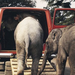 Wie transportiert man einen Elefanten? Als der Londoner Zoo 1965 mit dem Transport von zwei Elefantenbabys konfrontiert waren, griffen die Pfleger zu ihrem Transit, um die Arbeit zu erledigen.(Bild:  Ford AG)