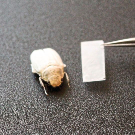 Nach dem Vorbild des weißen Käfers Cyphochilus insulanus erzeugt ein nanostrukturierter Polymerfilm eine strahlend weiße Beschichtung. Nach dem Vorbild des weißen Käfers Cyphochilus insulanus erzeugt ein nanostrukturierter Polymerfilm eine strahlend weiße Beschichtung.