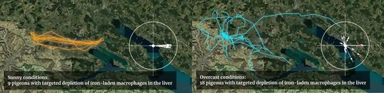 Brieftauben ohne Makrophagen fanden an sonnigen Tagen (orange) erfolgreich den Weg nach Hause, an bewölkten Tagen (blau) jedoch nicht.(Bild:  © Martin Wikelski / Max Planck Institute of Animal Behavior)