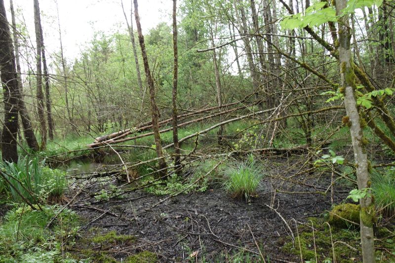 Viel Spaß beim Ballsuchen! (Bild: IT-BUSINESS)