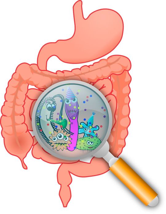 The gut microbiome influences many aspects of human health. The gut microbiome influences many aspects of human health.