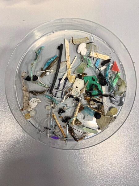 Kleine angeschwemmte Plastik-Fragmente und Mikroplastik aus der Arktis (Bild: Alfred-Wegener-Institut / [Melanie Bergmann] (CC-BY 4.0))