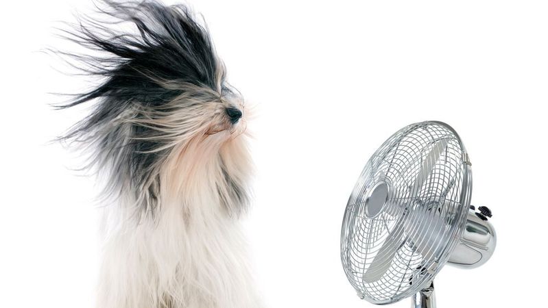 Wie gehen Kfz-Betriebe überhaupt mit dem Thema Klimatisierung im Betrieb um? Das zeigen aktuelle Daten, die im Rahmen einer Sonderbefragung des Branchenindex (BIX).(Bild:  © cynoclub - stock.adobe.com)