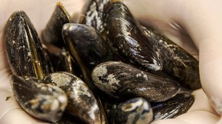 Wissenschaftler haben Stämme des Darmbakteriums Escherichia Coli so umprogrammiert, dass mithilfe der Bakterien der biologische Unterwasserklebstoff von Miesmuscheln produziert werden kann.  (TU Berlin/ Tobias Rosenberg)