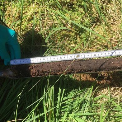 Muestra procedente de la turbera de Schlöppnerbrunnen, en Baviera. En este tipo de muestras, los investigadores buscaban nuevas sustancias activas producidas por microorganismos presentes en la turbera. (Imagen:FSU / Kirsten Küsel)