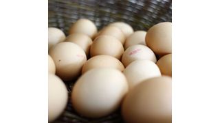 Eierschalen bestehen aus porösem Calciumcarbonat, das sich sehr gut für elektrochemische Speicher eignet. (Manuel Balzer, KIT)