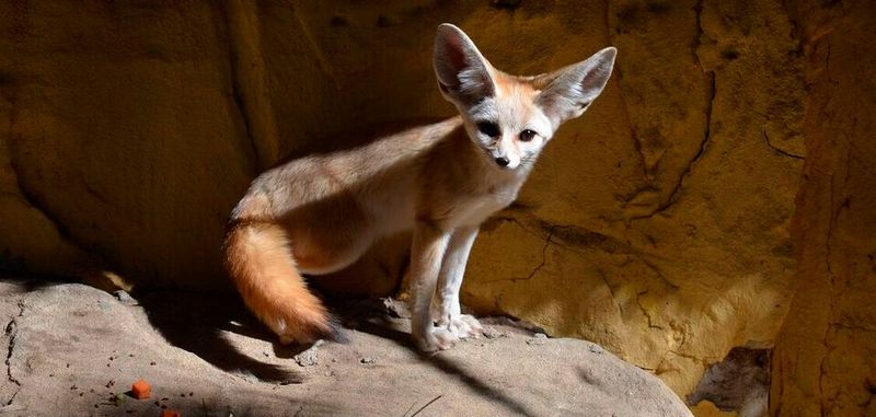 Hören wie ein Fennec: Forscher wolllen künftig Autos mit Mikrofonen ausstatten, damit diese ihre Umgebung hören können. Hören wie ein Fennec: Forscher wolllen künftig Autos mit Mikrofonen ausstatten, damit diese ihre Umgebung hören können.
