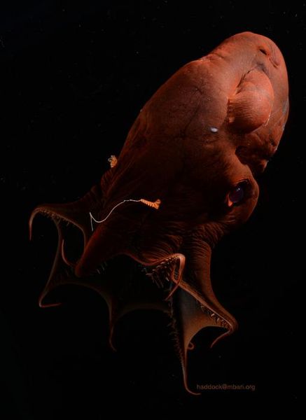 Ein lebendes Fossil Der Vampirtintenfisch (Vampyroteuthis sp.) ist eines der rätselhaftesten Tiere der Tiefsee:  Ein Team der Universität Wien und Partnern aus Japan hat das Erbgut des Vampirtintenfischs mit über 11 Milliarden Basenpaaren entschlüsselt – das bisher größte Genom bei Tintenfischen.  Überraschend: Seine Chromosomen zeigen noch eine sehr alte, kalmarähnliche Anordnung. Der Vampirtintenfisch gilt damit als „genomisches lebendes Fossil“ und zeigt, dass heutige Kraken von kalmarähnlichen Vorfahren abstammen.   Er steht evolutionär zwischen Kraken und Kalmaren. Der Vergleich mit anderen Arten, darunter erstmals auch Argonauta hians, ergab: Bei Kraken wurden im Lauf der Evolution viele Chromosomen verschmolzen und neu sortiert. Diese großen Umbauten trieben Neuerungen wie spezialisierte Arme und den Verlust einer äußeren Schale voran und förderten so die Vielfalt moderner Tintenfische.  Hier gehts zur OriginalmeldungWissenschaftsbild des Tages vom 4.12.2025 Bildquelle: Steven Haddock_MBARI:  , Vampyroteuthis sp. (CC BY 4.0)   (Bild: Steven Haddock; MBARI)