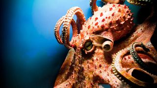 Die Tiefsee-Hydraulikhämmer kommen in einer Wassertiefe von 1.800 bis 3.000 Meter zum Einsatz. Diese Meeresregion bringt in der ewigen Finsternis die bizarrsten Lebensformen hervor - wie den sagenumwobenen Koloss-Kalmar. (Dieter Hawlan/Fotolia)