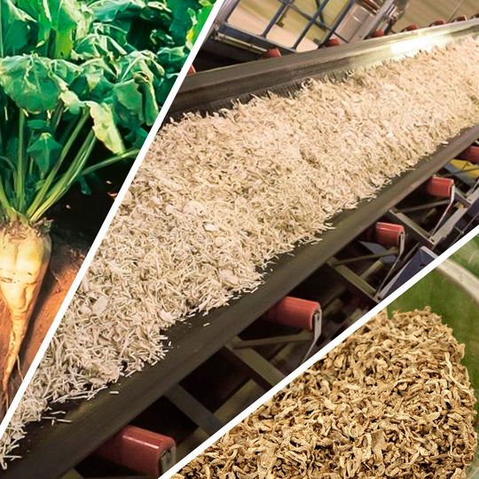 Im Rahmen der Kristallzuckerherstellung werden Zuckerrüben (links) gehäckselt (Mitte) und extrahiert. Als Nebenprodukt dieses Prozesses fallen Zuckerrübenschnitzel (rechts) an. (Bild:  © Foto Pfeifer und Langen/CC BY-SA 3.0)