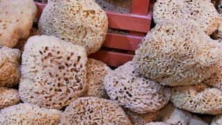 Das Skelett eines marinen Badeschwammes diente den Wissenschaftlern als Vorbild für den Werkstoff. (gemeinfrei)