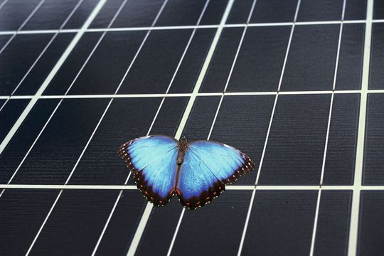Die Farbpracht des Blauen Morphofalters haben Forscher auf neuartige Solarzellen übertragen (Symbolbild). Die Farbpracht des Blauen Morphofalters haben Forscher auf neuartige Solarzellen übertragen (Symbolbild).
