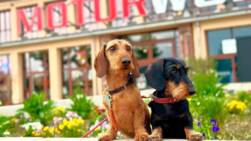 70 Dackel gehen in diesem Jahr beim Dackel-Race an den Start. Damit ist das mögliche Startfeld restlos ausgebucht. (Bild: Kay MacKenneth)