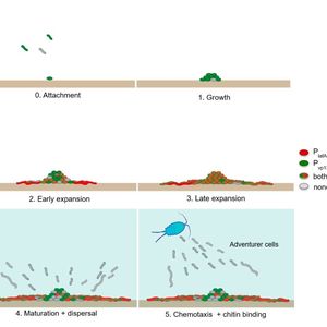 Entwicklung der Schwarmzellenkolonie und Verbreitung der Abenteurerzellen in ihre Umgebung. 0) Planktonische Zellen heften sich an einer festen Oberfläche an. Unter Schwarmbedingungen können die Zellen die Entwicklung einer Schwarmkolonie initiieren. Diese durchläuft vier Stadien: 1) Koloniewachstum; 2) Einleitung der Differenzierung und Bildung von Schwarmausläufern, 3) Expansion der Schwarmaussenseite, 4) Reife Schwarmkolonie und Ausbildung der endgültigen Architektur. 5) Bei Überflutung der Kolonie wird ein kürzerer Zelltyp in die Umgebung freigesetzt: die Abenteurerzelle. Sie ist sehr schwimmfähig und kann sich in Richtung einer chitinhaltigen Nahrungsquelle bewegen und daran anheften. 